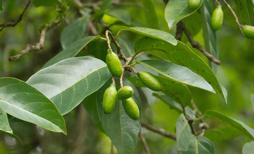 Haritaki (Terminalia chebula) – The Mother of Herbs in Ayurveda 1 image 10