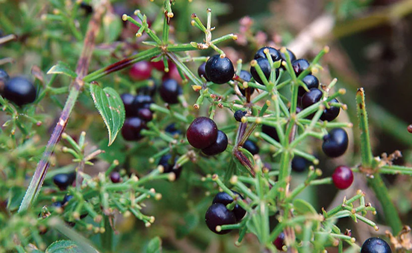 10 Herbs and Fruits in Atopic Dermatitis: An Ayurvedic and Contemporary Insight 5 image 6