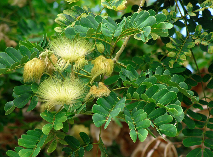 10 Herbs and Fruits in Atopic Dermatitis: An Ayurvedic and Contemporary Insight 6 image 7